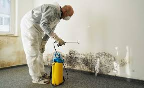 Mold Documentation for Insurance Claims in Hanover, MN